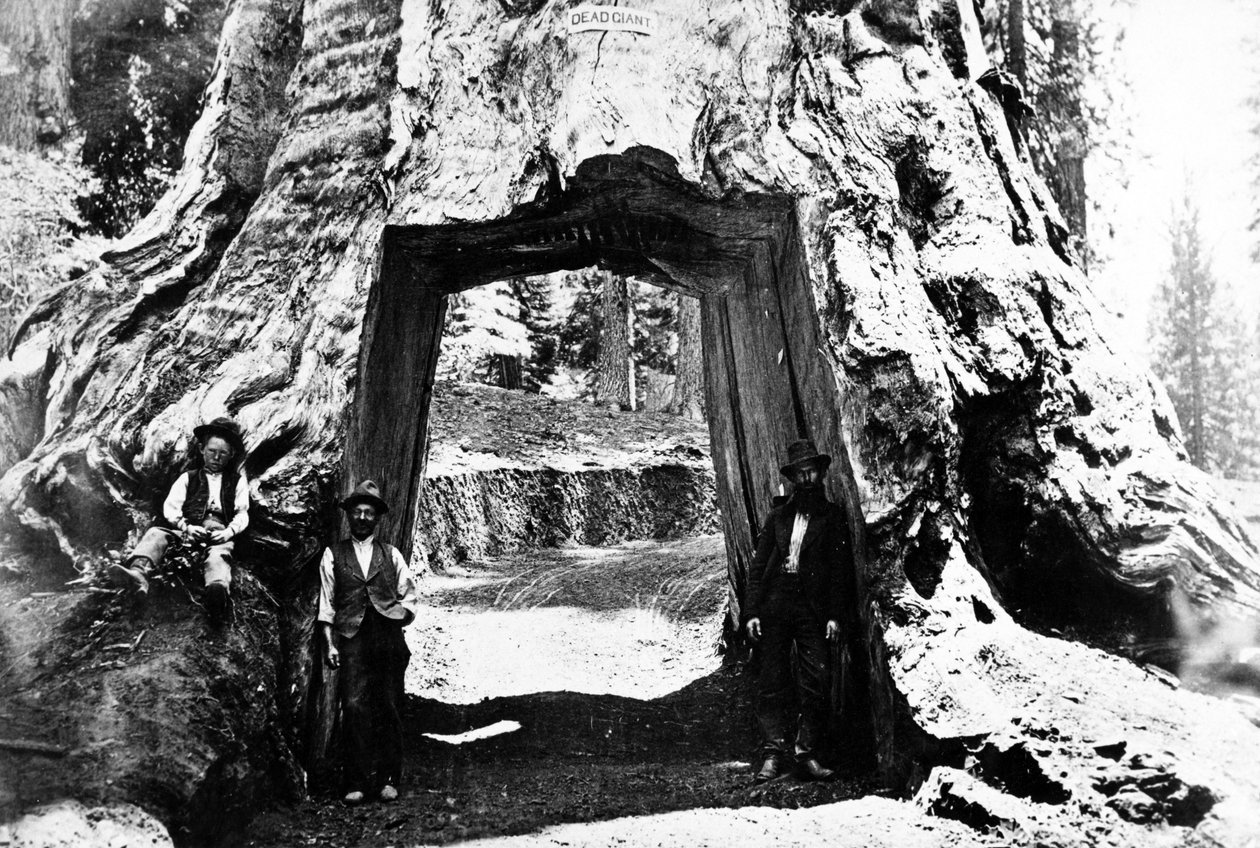 Wawona-træet, ca. 1890 af Charles Roscoe Savage