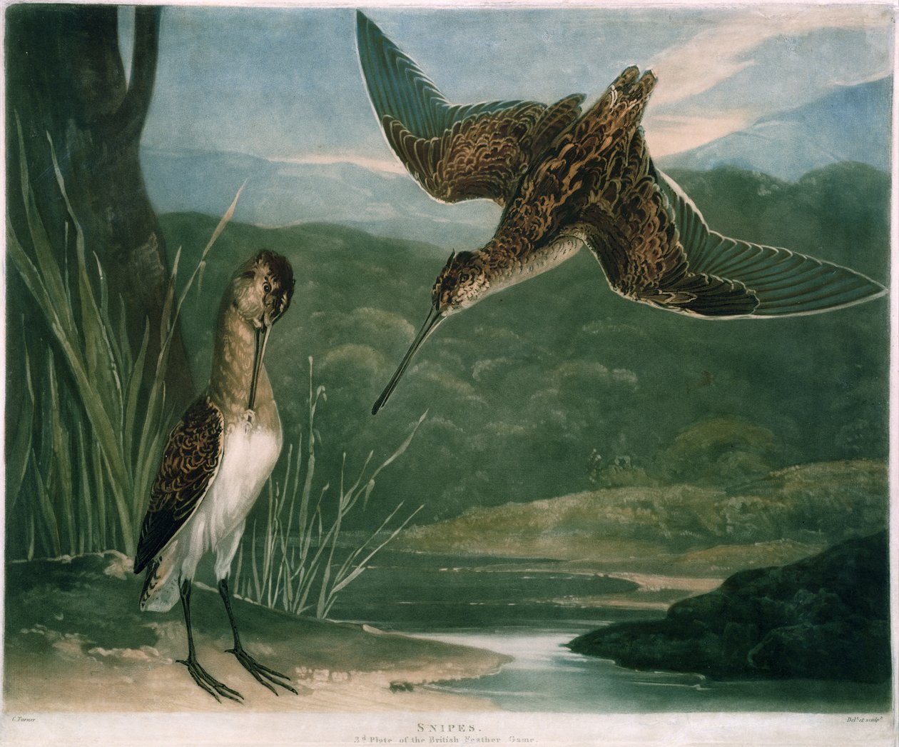 Snipes, plade 3 af British Feather Game, indgraveret af kunstneren, pub. af R. Ackermann, ca. 1810 (mezzotintgravering) af Charles Yardley Turner