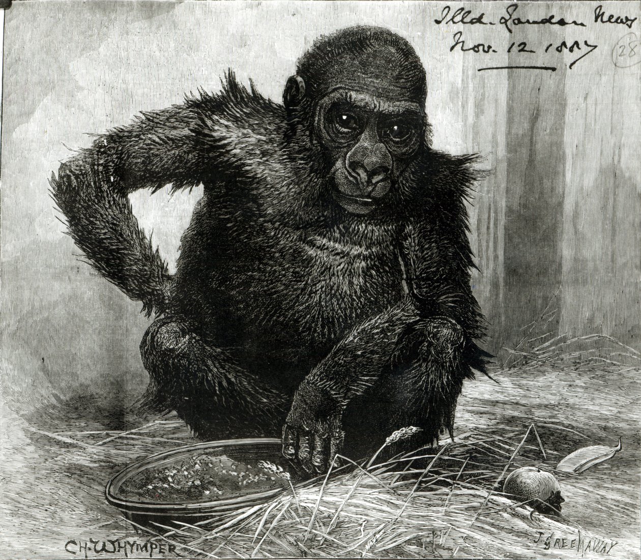 Gorillaen ved Zoological Society