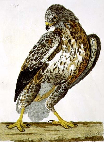 Buzzard (Buteo buteo) pladen fra 