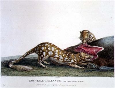 Dasyurus Macrourus, en langhalet Dasyure, fra New South Wales, New Holland, plade 33 fra 