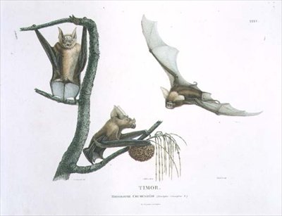 Rhinolophus Crumeniferus, en hesteskoflagermus, fra Timor, plade 35 fra 