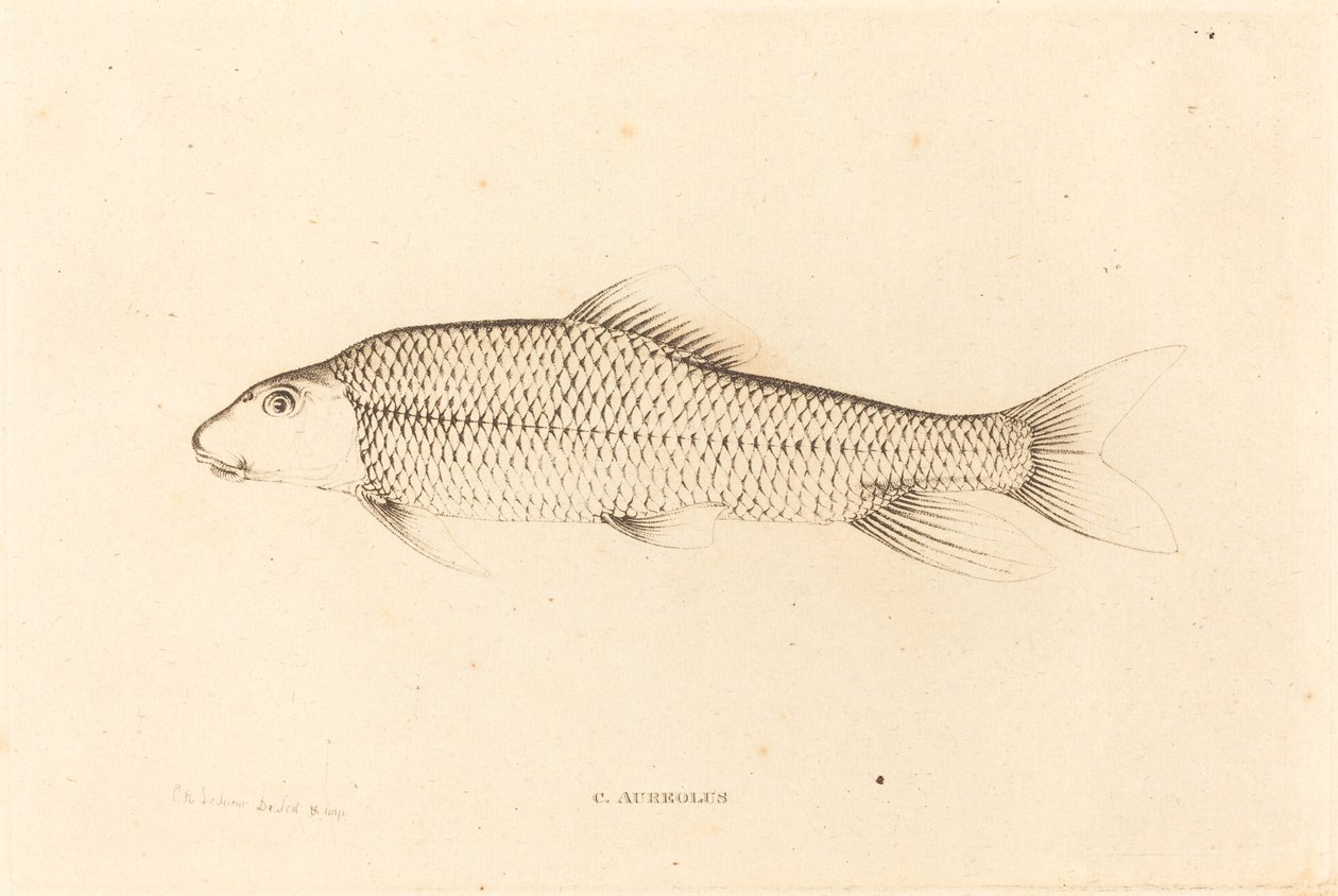 C. Aureolus af Charles Alexandre Lesueur