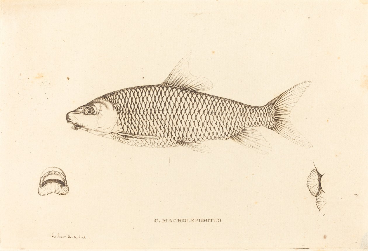 C. Macrolepidotus af Charles Alexandre Lesueur