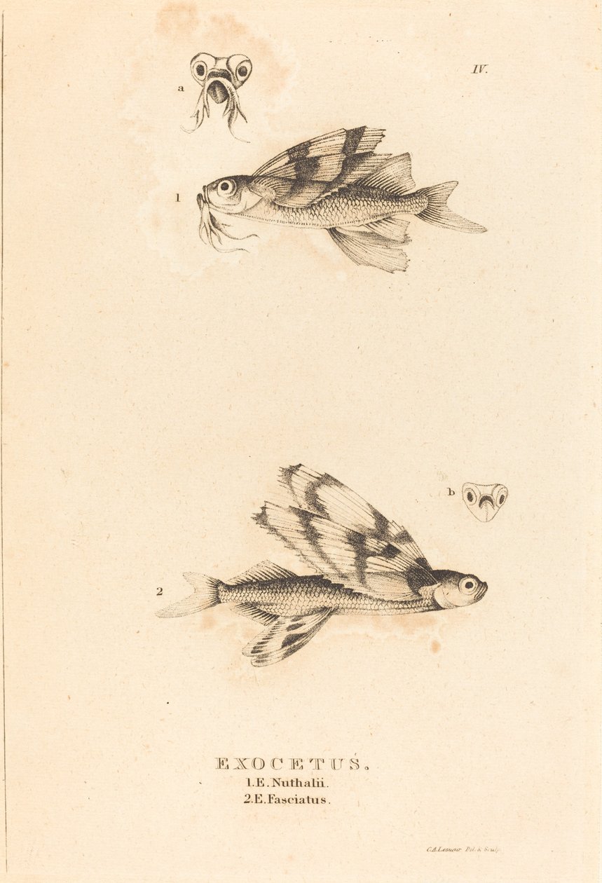 Exocetus af Charles Alexandre Lesueur