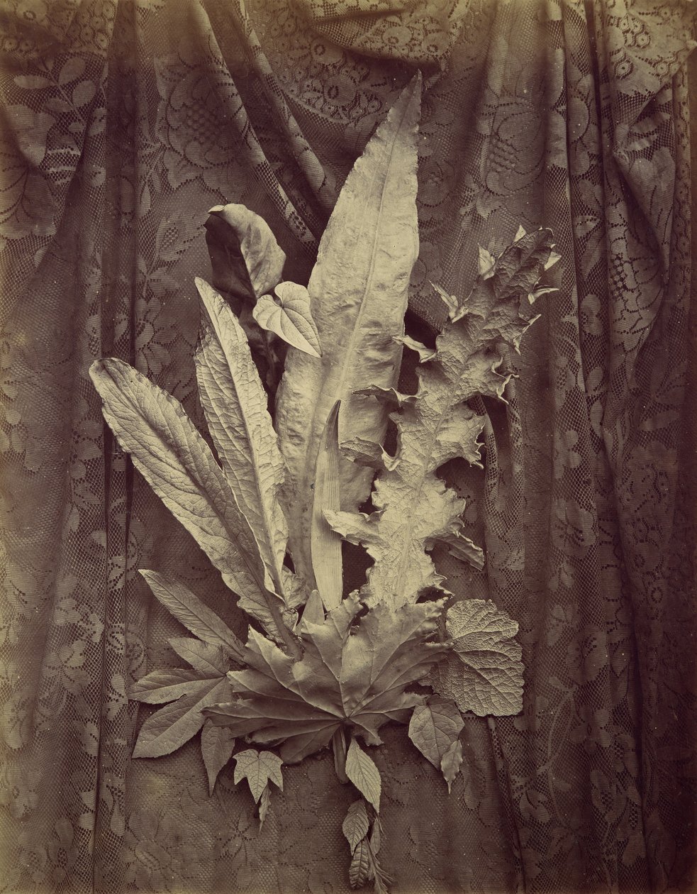 [Studie af blade på en baggrund af blomsterkniplinger], 1864. af Charles Aubry