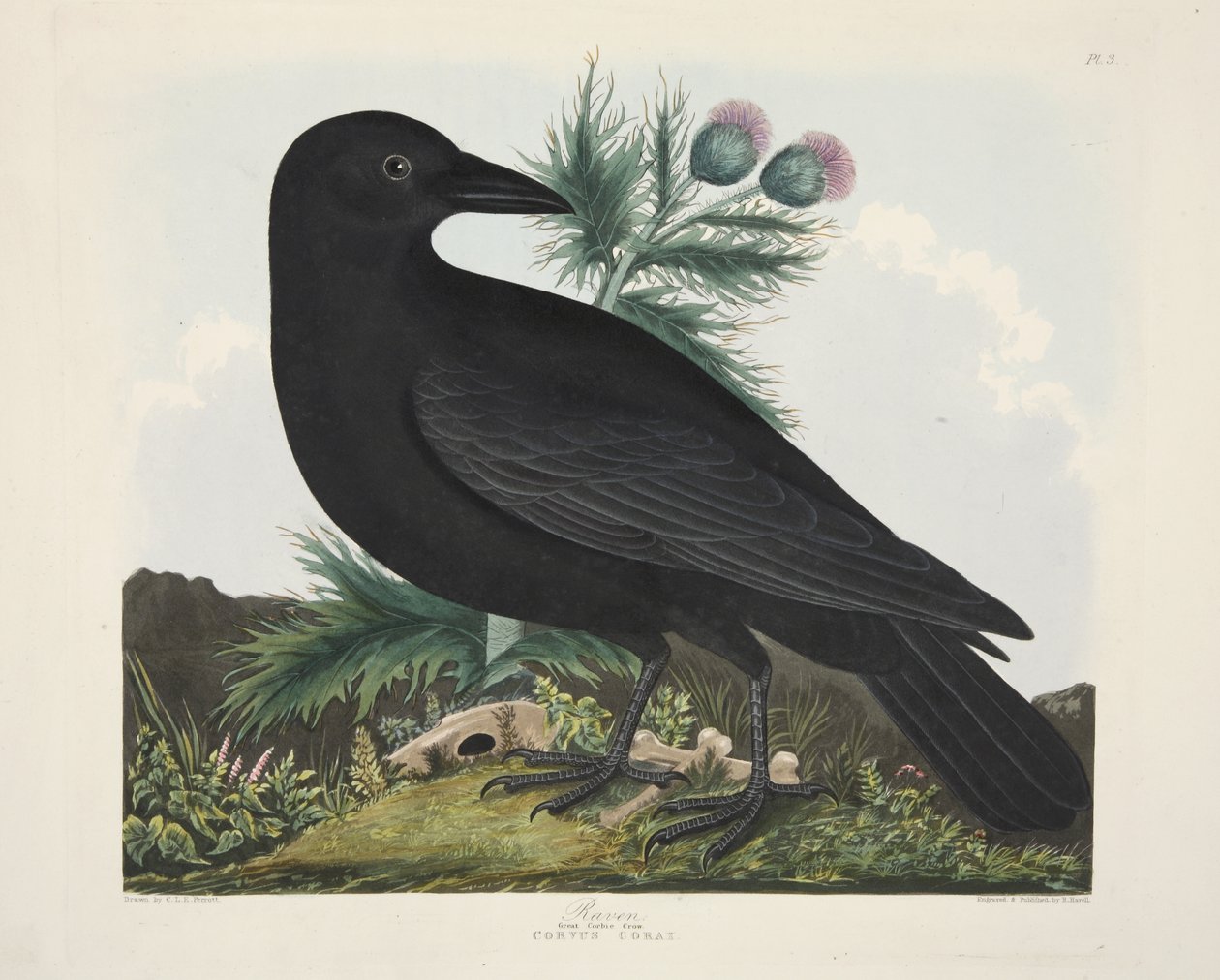 Raven, Corvus Corai, fra 