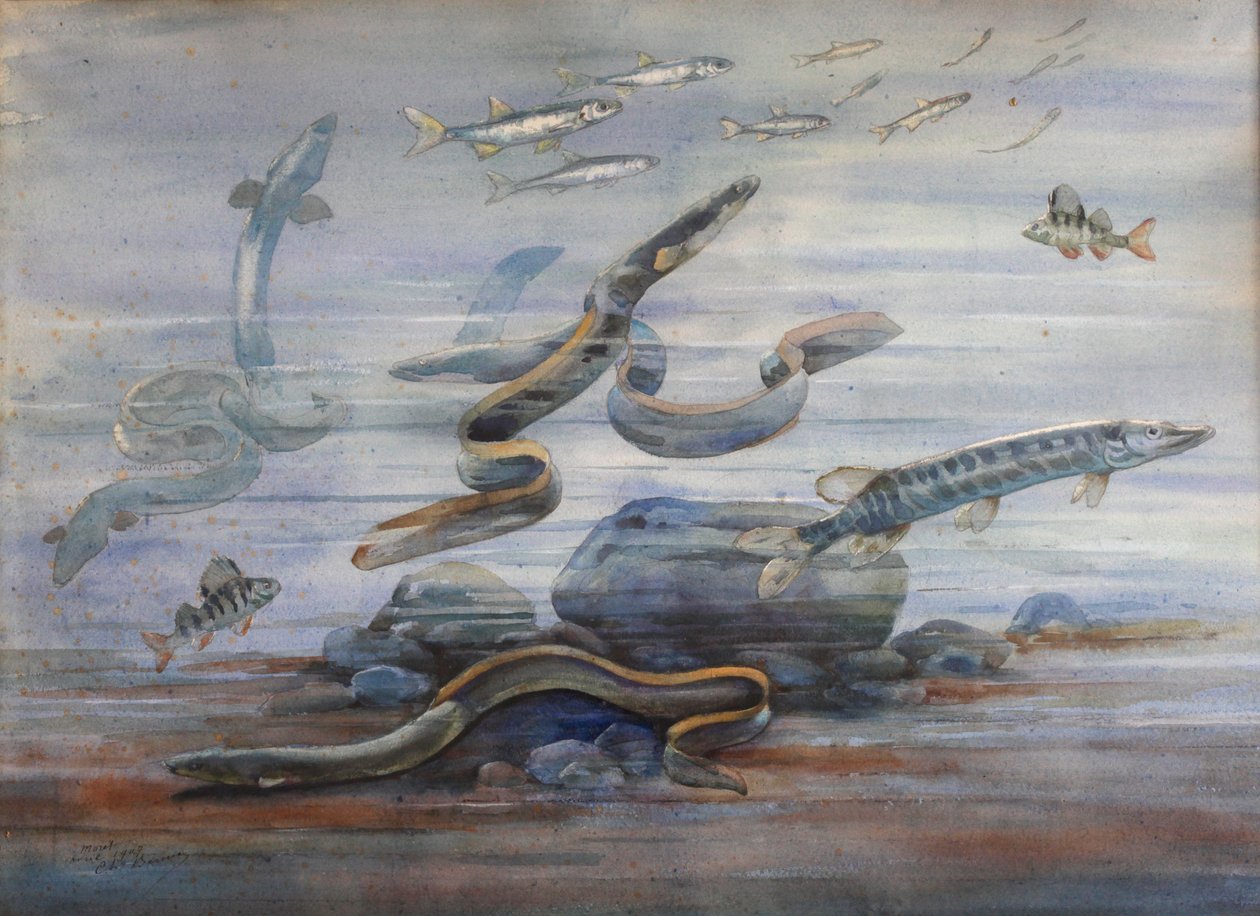 Havfisk, ca. 1907 (akvarel) af Charles Bernier
