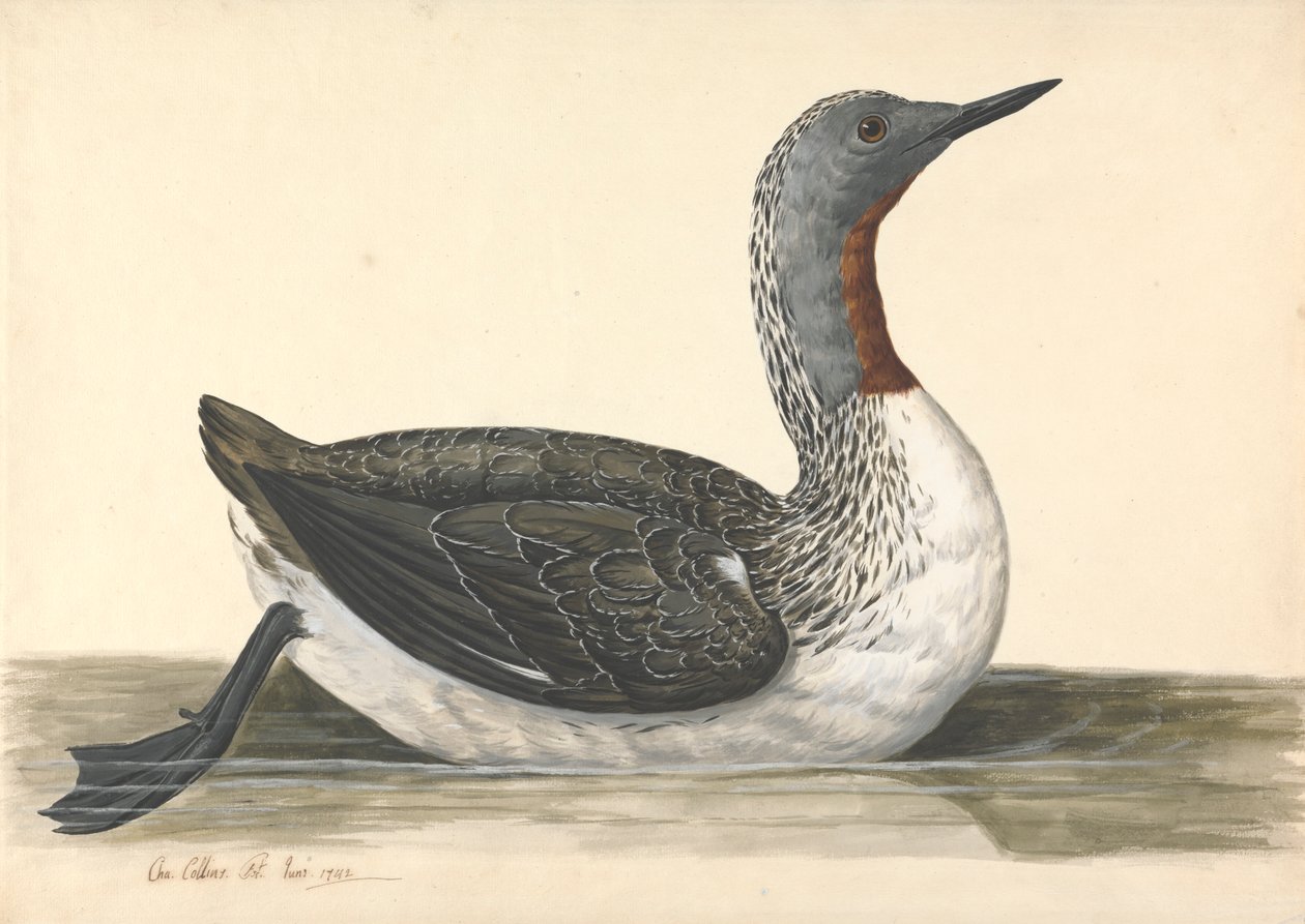 En dykker med rød hals, juni 1742 af Charles Collins