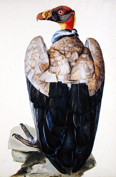 A Grib (gouache på papir) af Charles Collins