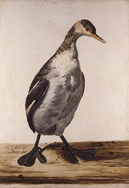 The Greater Loon (akvarel på papir) af Charles Collins