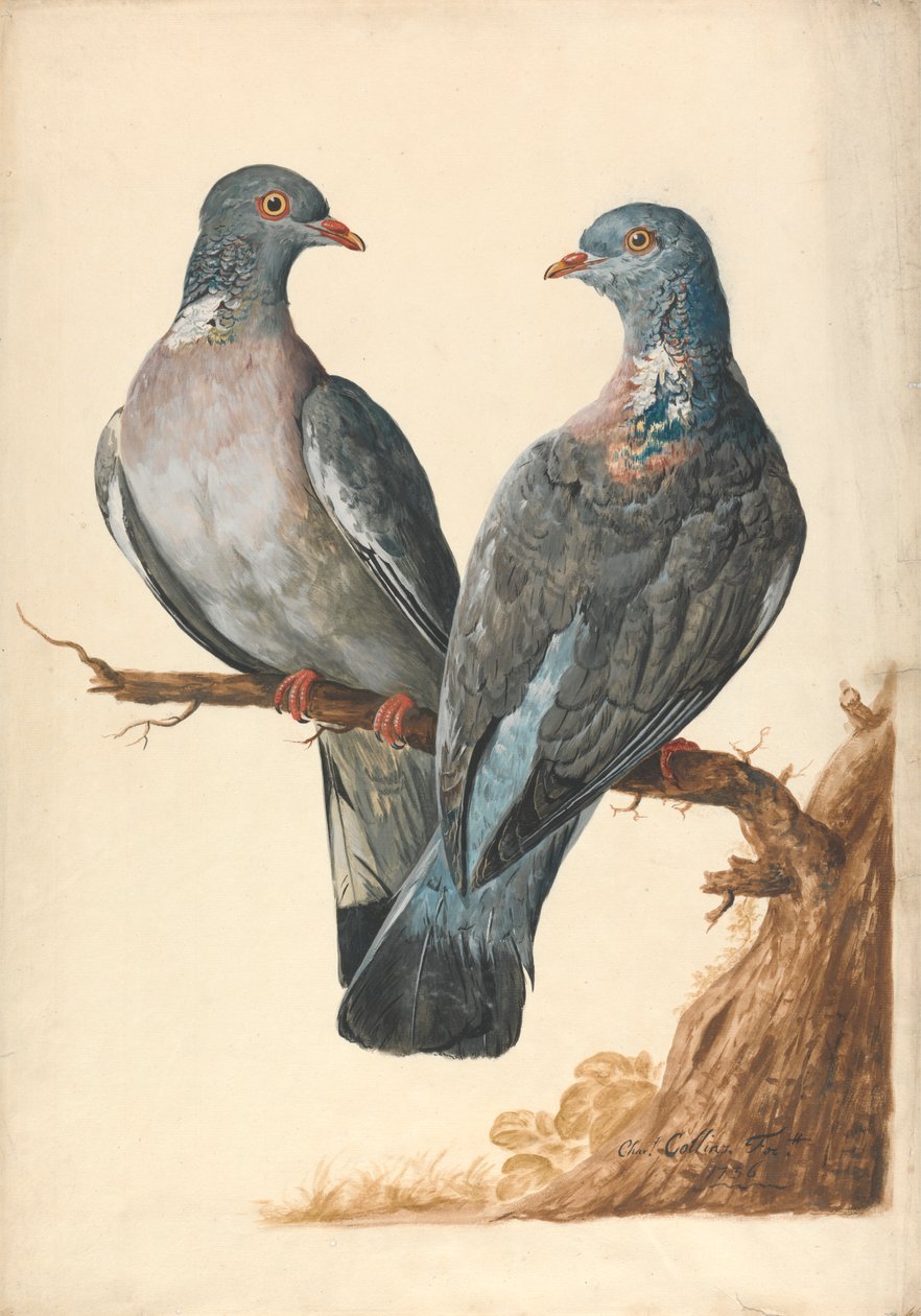 To Skovduer af Charles Collins