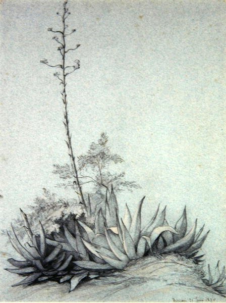 Blomstrende Yucca af Charles Damour