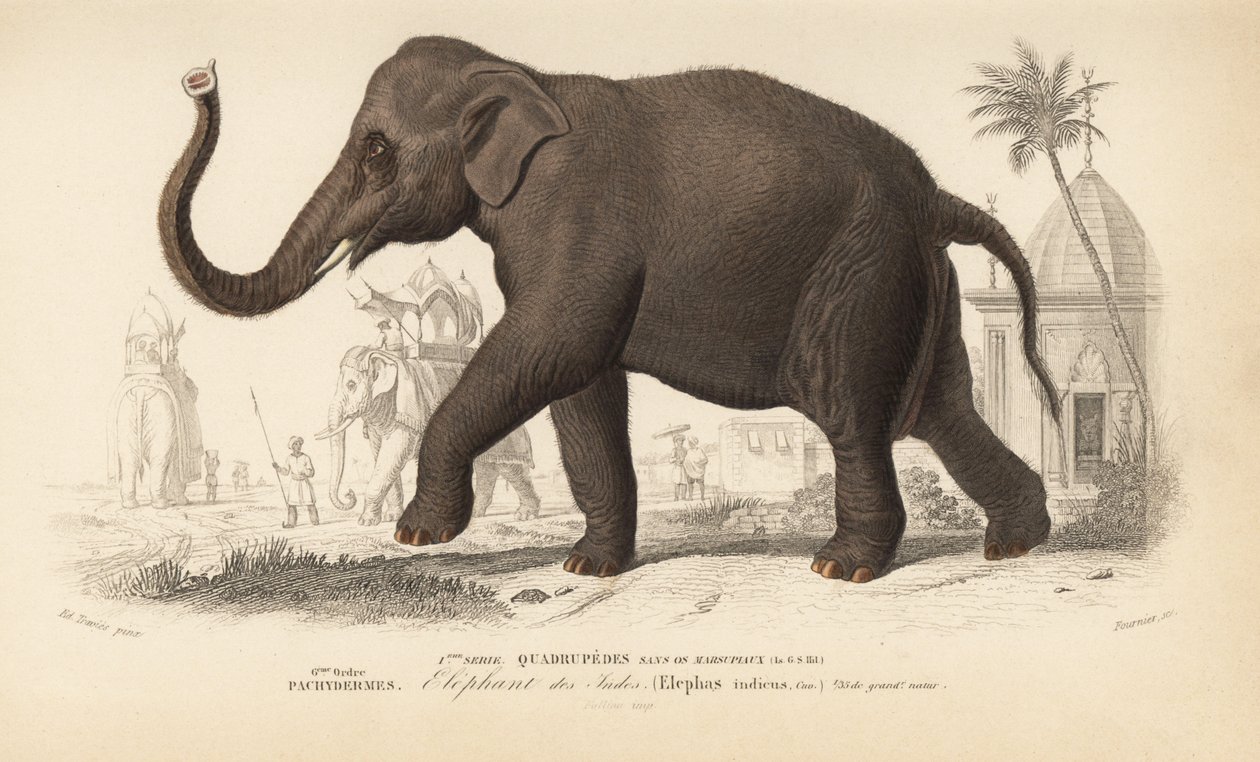 Indisk elefant, fra 