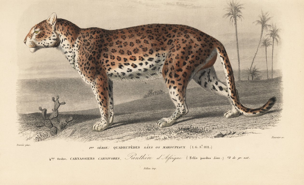 Leopard, fra 