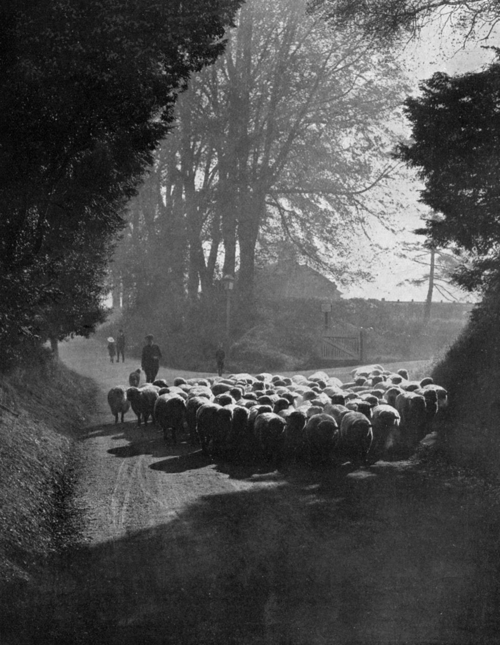 Får på vej til Wilton Sheep Fair, Wilton, Wiltshire, 1924-1926 af Charles E. Brown