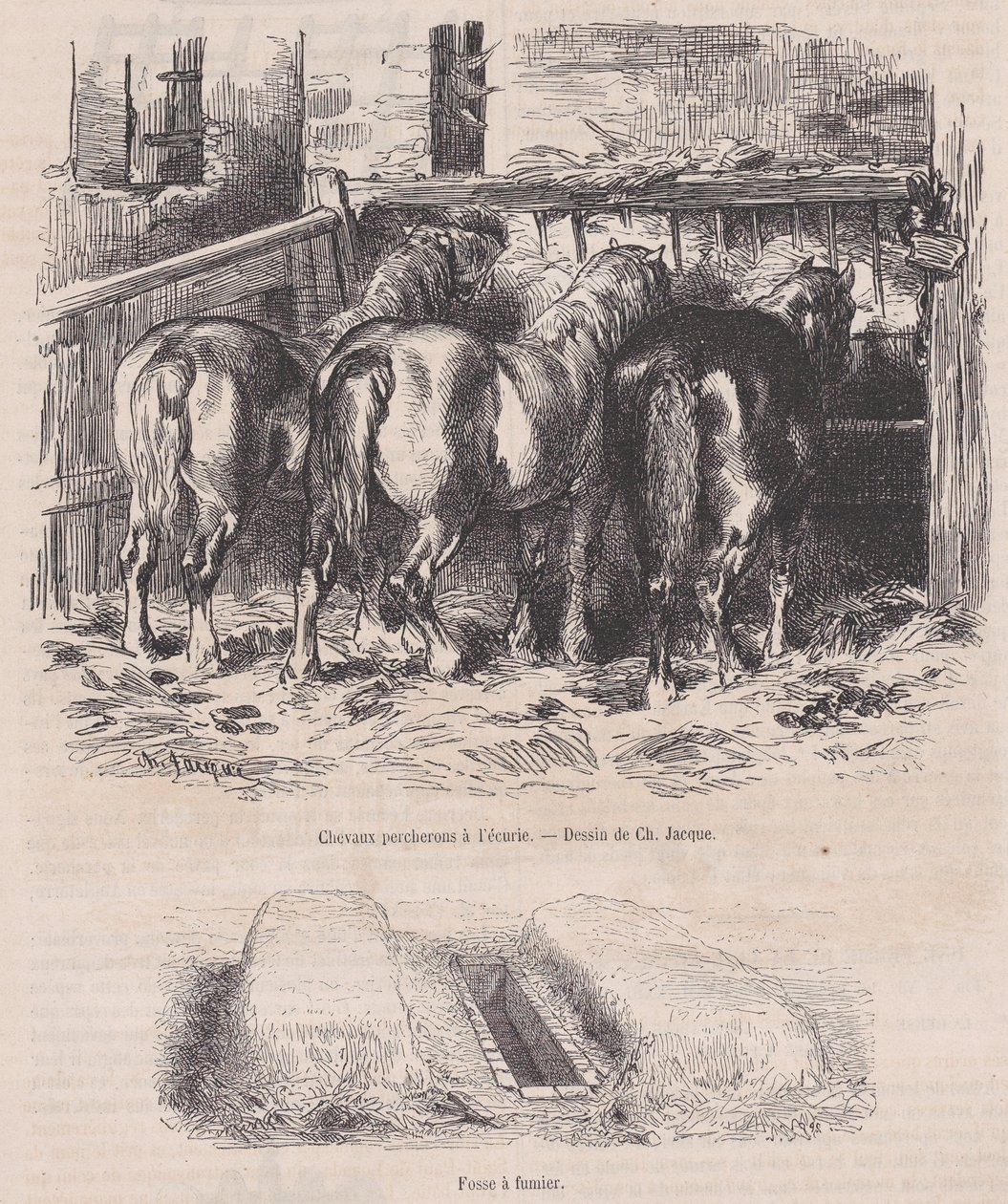 Percheron-heste i stalden, Gødningsgrav, fra Magasin Pittoresque, ca. 1852., ca. 1852. af Charles Emile Jacque