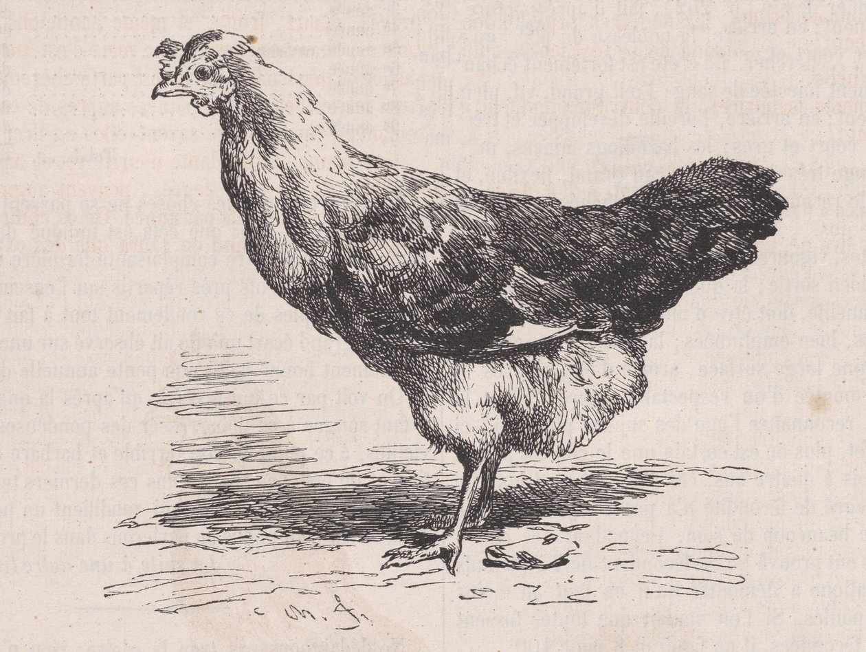 Almindelig fransk høne, fattigt lag., fra Magasin Pittoresque, ca. 1852. af Charles Emile Jacque