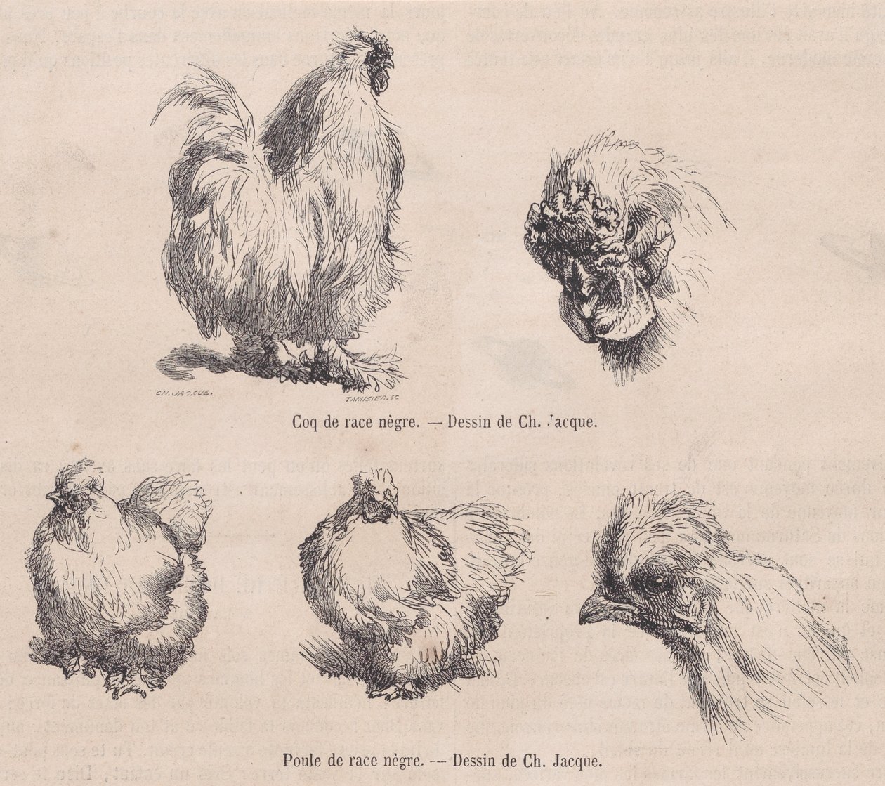 Silkie Cockerel og Silkie Hen, fra Le Magasin Pittoresque, september 1861 af Charles Emile Jacque