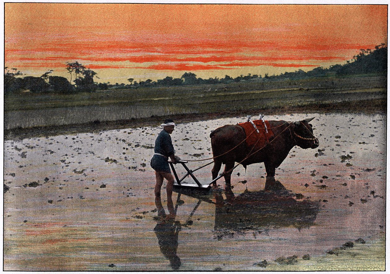 Forberedelse af en risplantage i Japan, c1890 af Charles Gillot