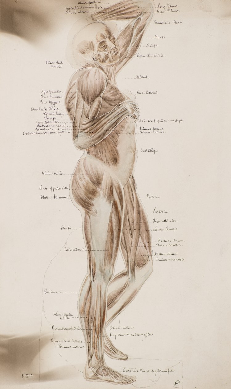 Study [Human muscles (captioned)] , ca. 1884 (vasketegning) af Charles Gustav Louis Phillips