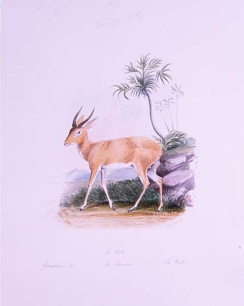 Kob af James Edwin Edward Dawe, fra 