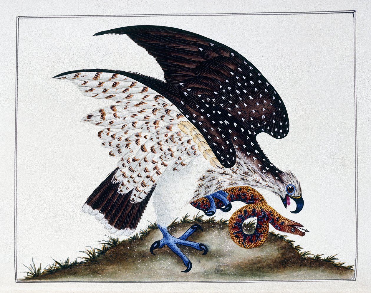 Rovfugl med slange, 1808-21 af Charles Hayes