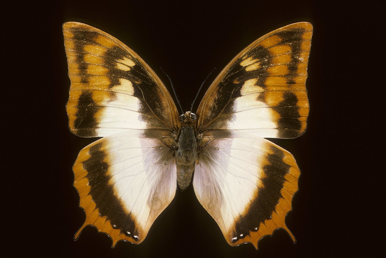 Azota protoclea charaxes af Augustus Kollner