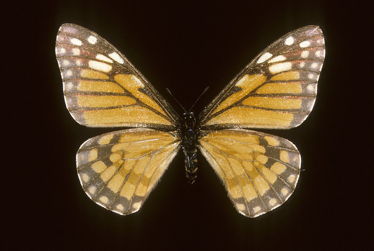 Baronia brevicornis af Augustus Kollner