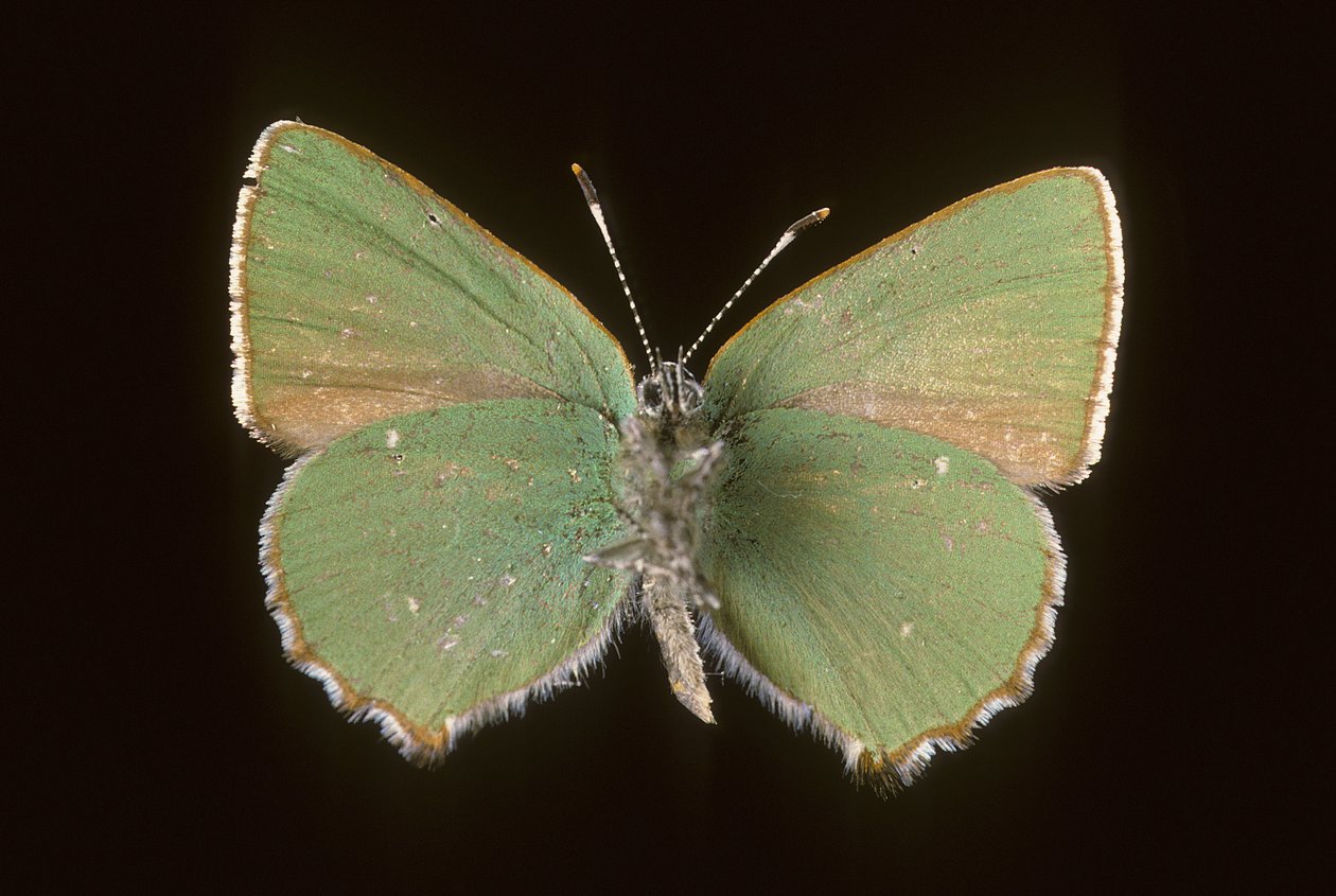 Callophrys rubi/Argus grøn af Augustus Kollner