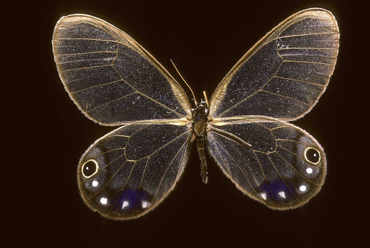 Cithaerias esmeralda/Esmeralda af Augustus Kollner