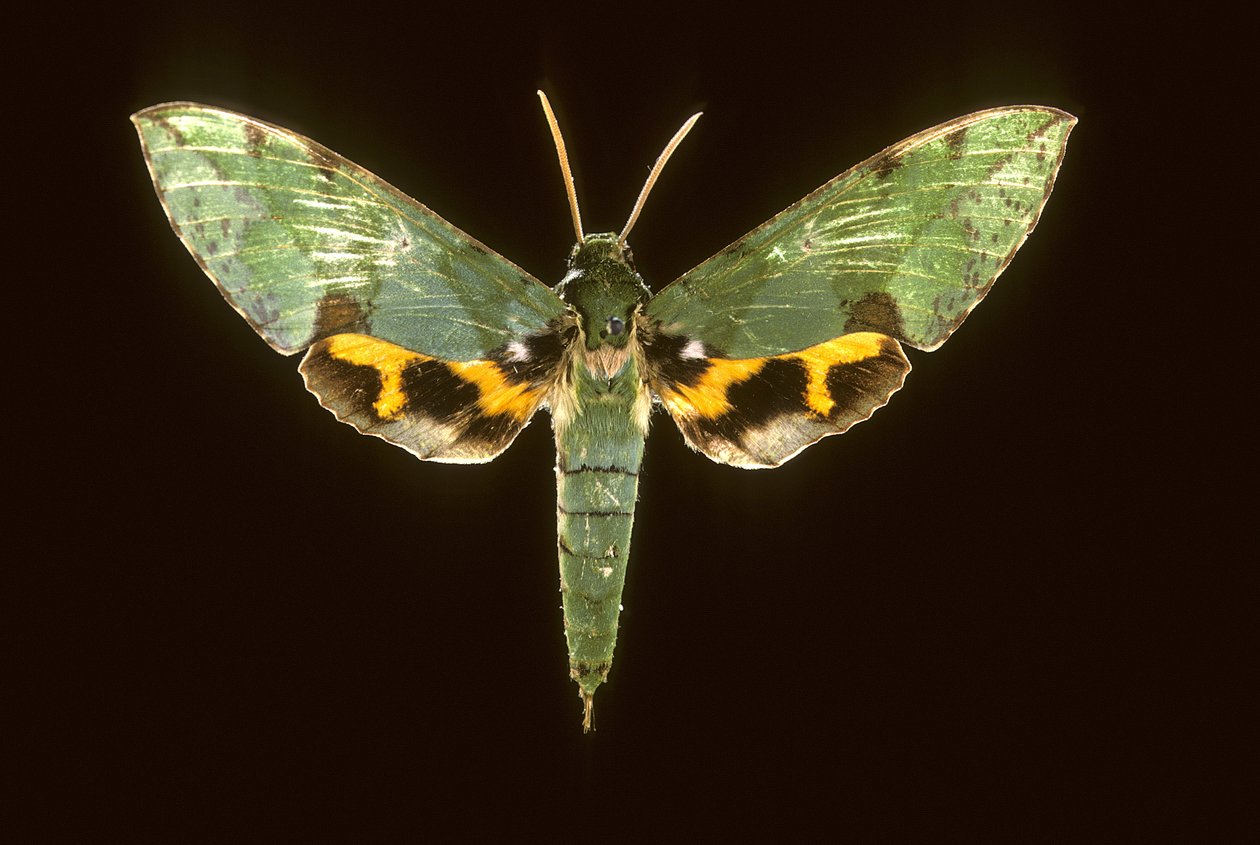 Euchloron megaera/Sphinx green af Augustus Kollner