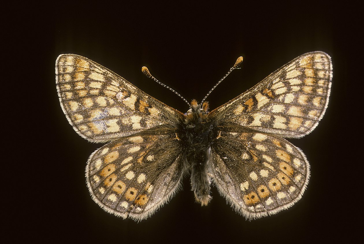 Euradryas aurinia af Augustus Kollner