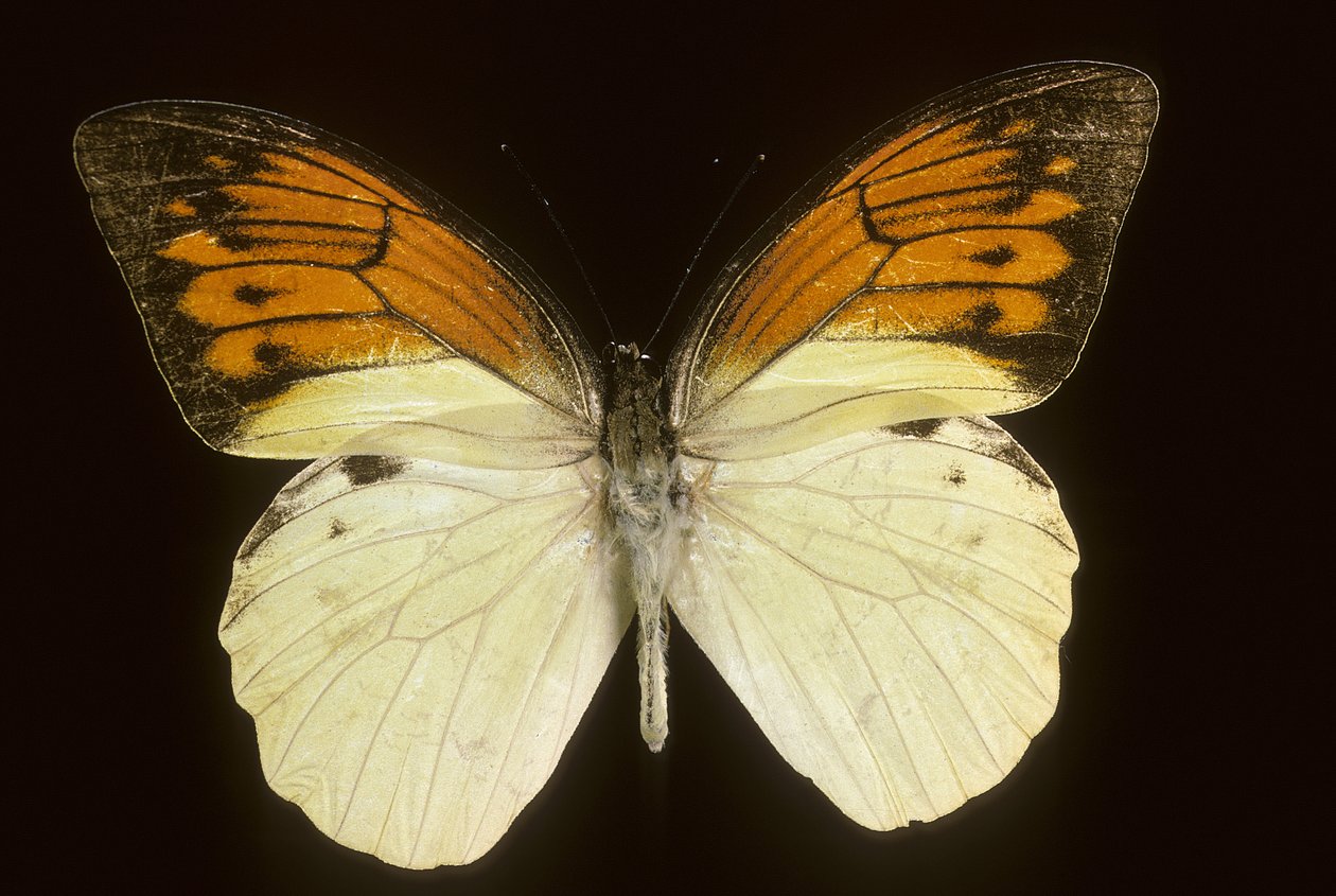 Hebomoia leukippe sulfurea af Augustus Kollner