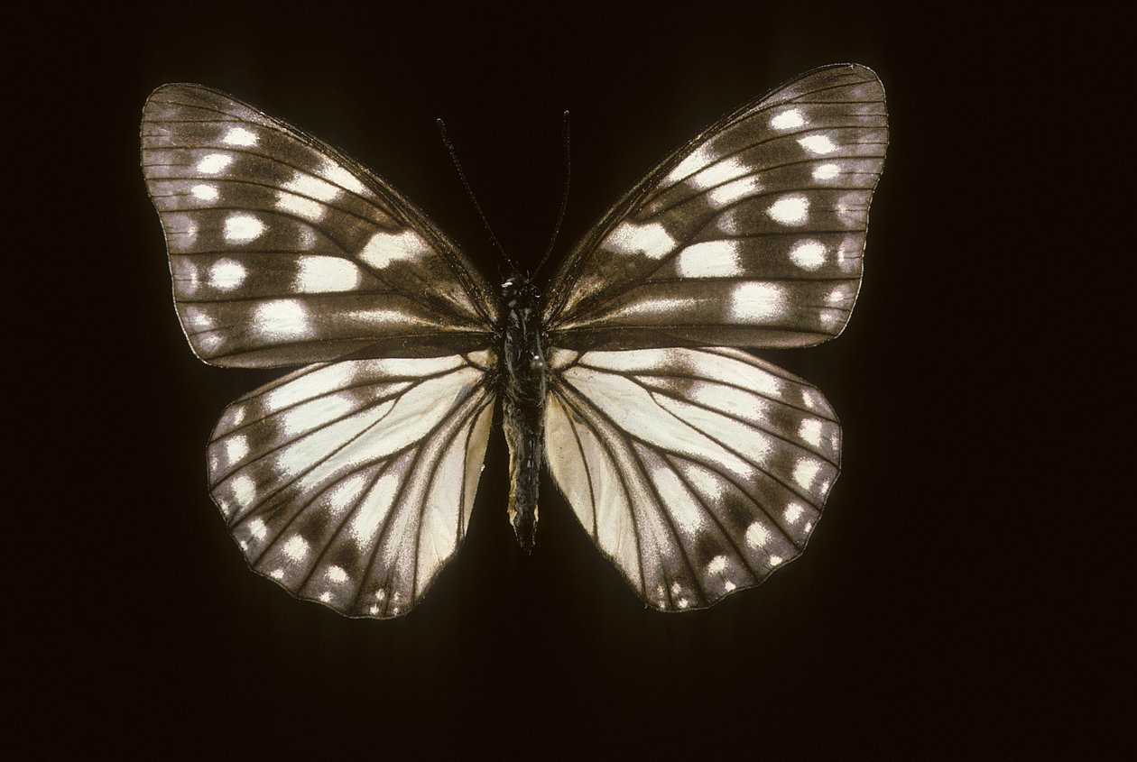 Hestina japonica af Augustus Kollner