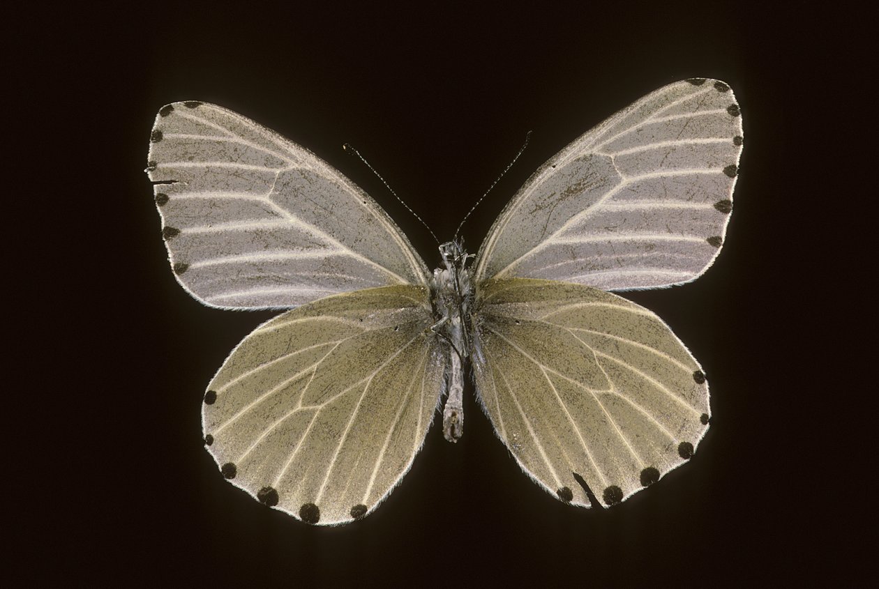 Mylothris humblot af Augustus Kollner