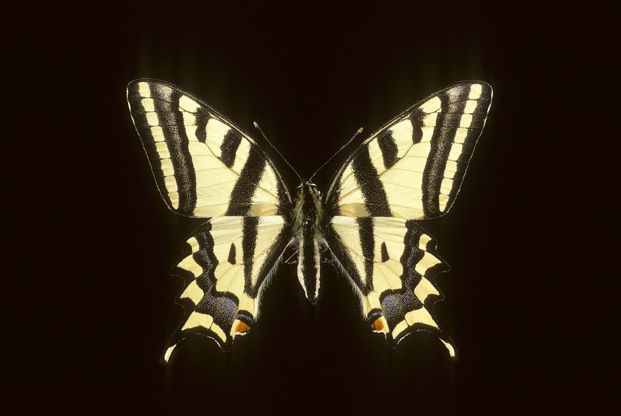 Papilio alexanor/Alexanor af Augustus Kollner