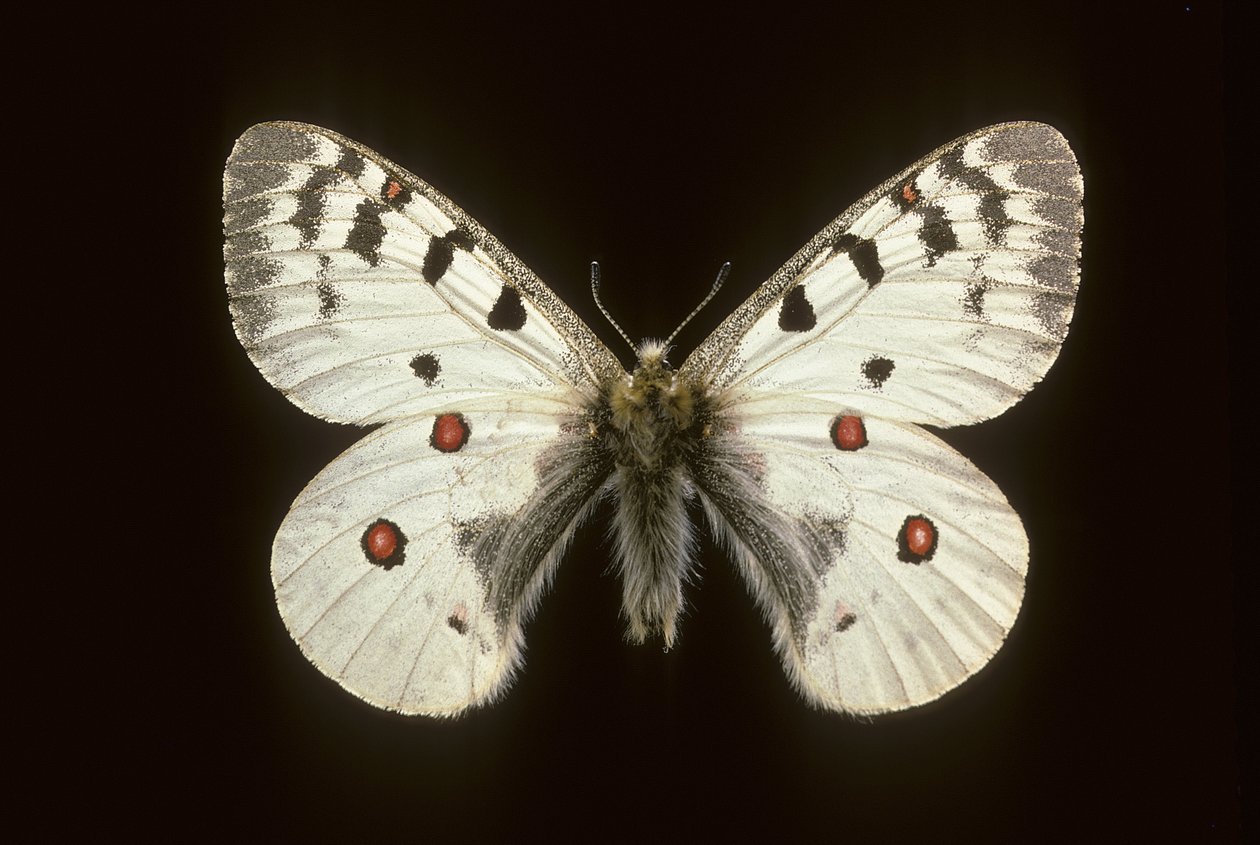 Parnassius phoebus/lille apollo af Augustus Kollner