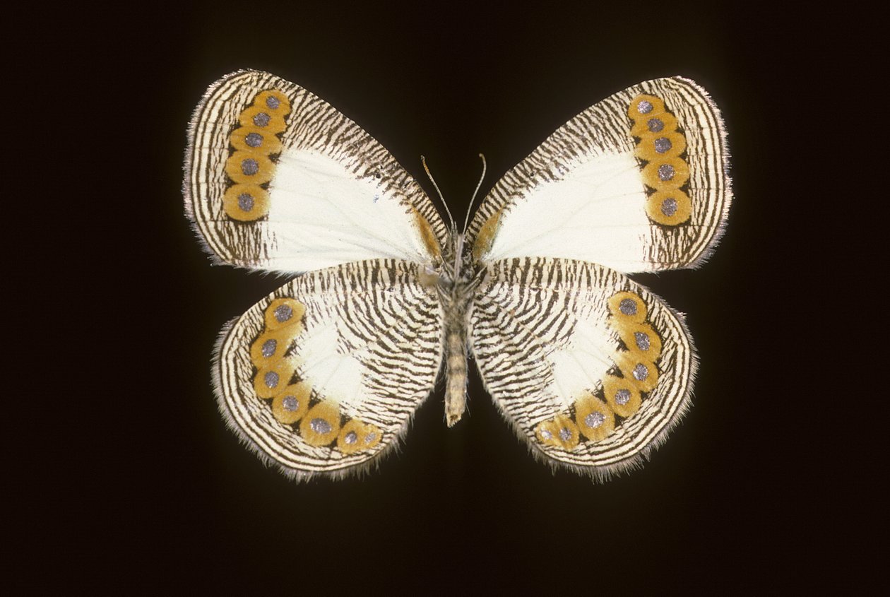 Physcaeneura leda af Augustus Kollner