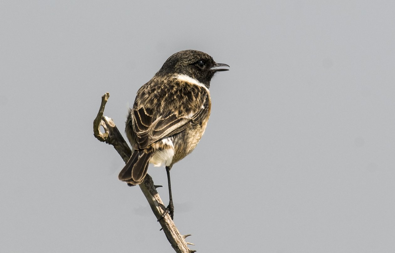 Saxicola torquata/Dawler/Common Stonechat af Augustus Kollner