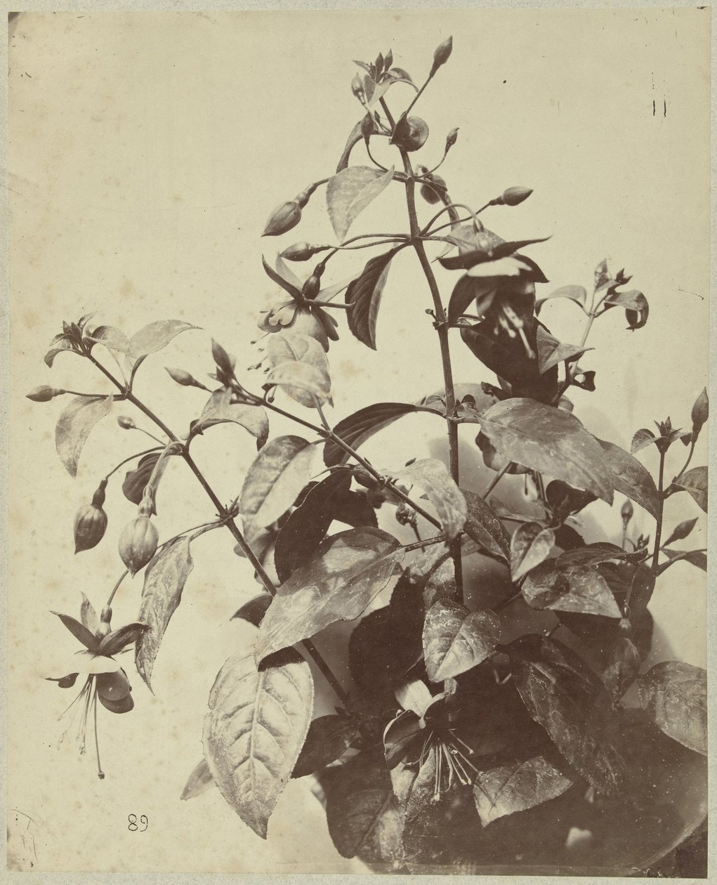 Blomsterstilleben med fuchsia af Charles Hippolyte Aubry