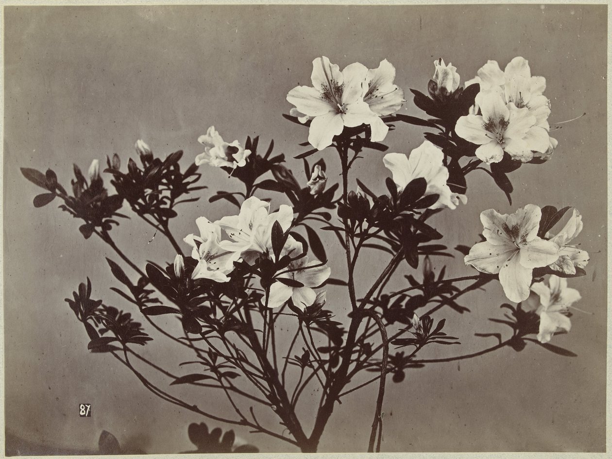 Blomsterstilleben med liljer af Charles Hippolyte Aubry