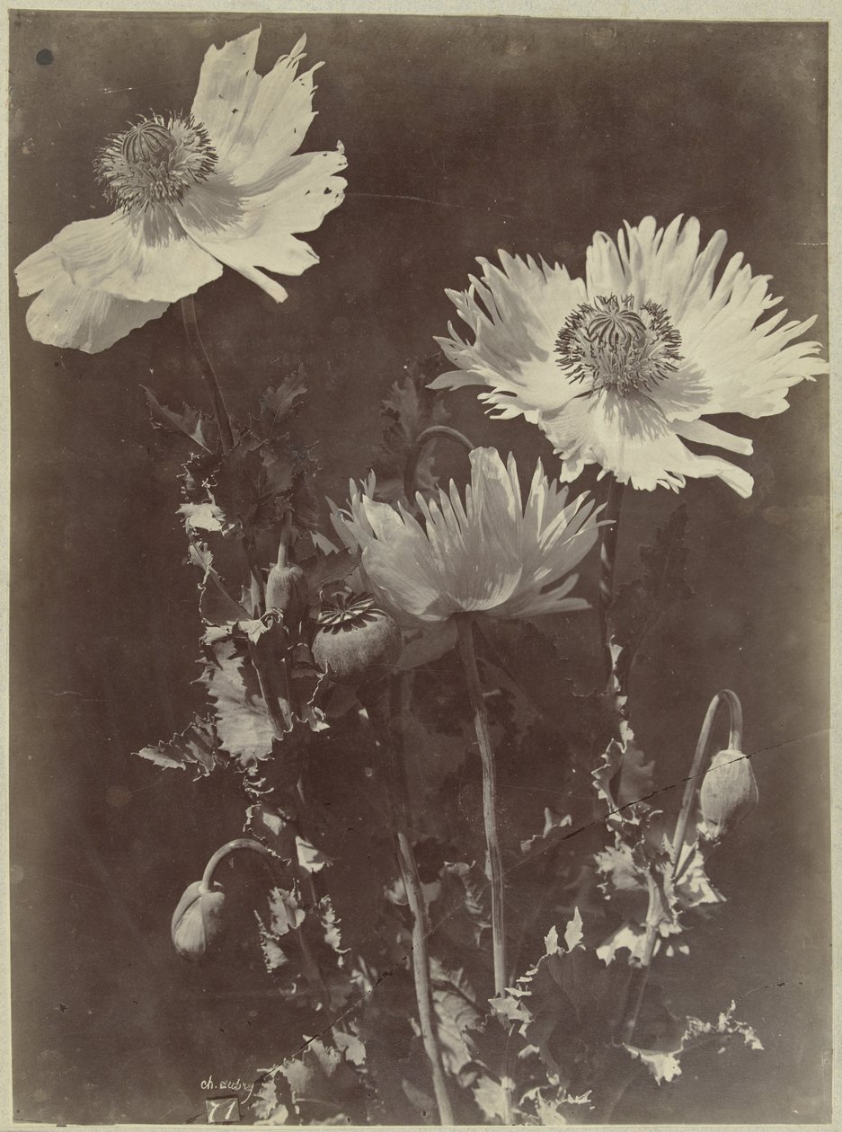 Blomsterstilleben med valmuer af Charles Hippolyte Aubry