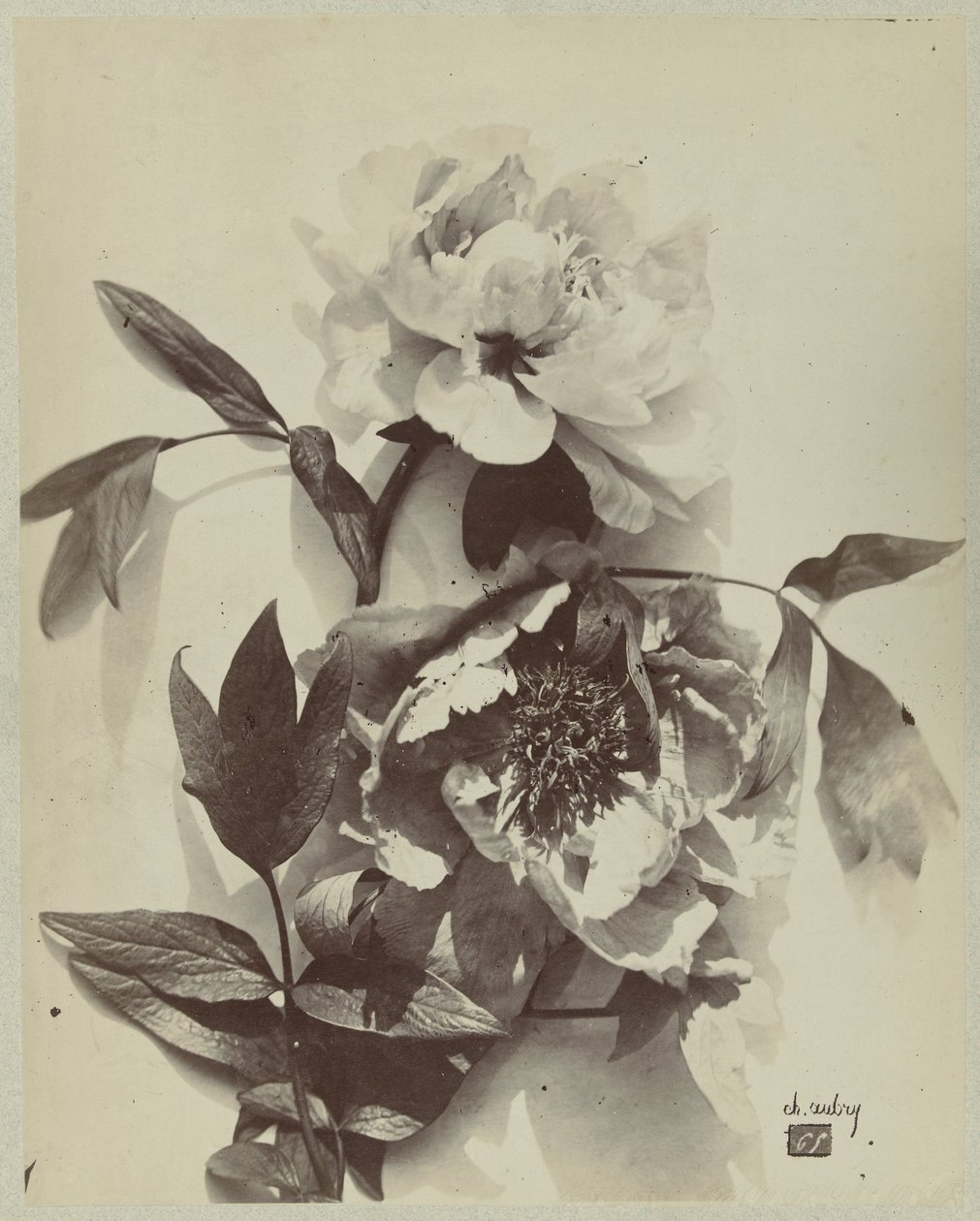 Blomsterstilleben med pæoner af Charles Hippolyte Aubry