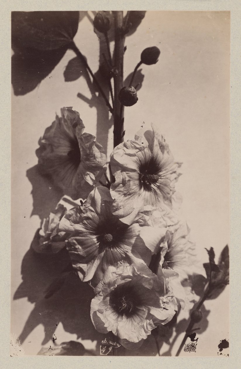 Blomsterstilleben med stokrose af Charles Hippolyte Aubry