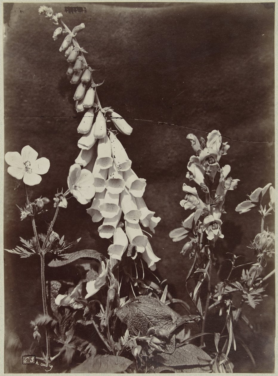 Blomsterstilleben med fingerbøtte af Charles Hippolyte Aubry