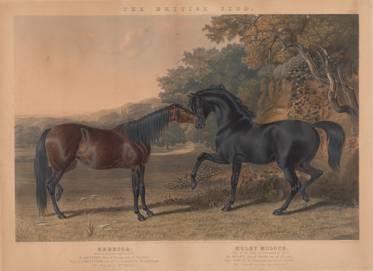 Der britische Zuchtpferd: Pl. 5. "Rebecca" gezüchtet von R. Cock, Esqr. im Jahr 1831; "Muley Moloch" gezüchtet vom Herzog von Cleveland im Jahr 1830 af Charles Hunt
