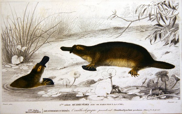 Platypi, illustration fra 