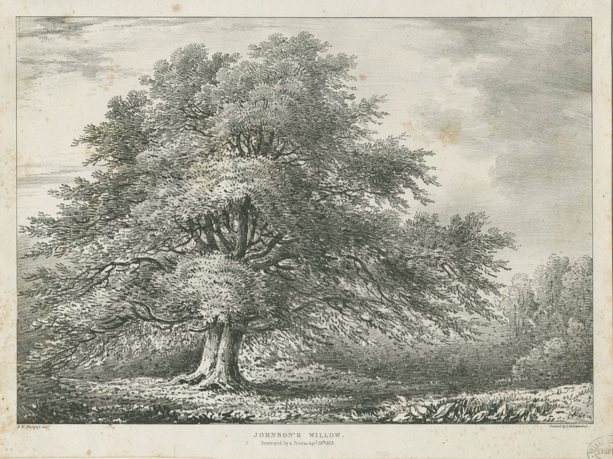 Lichfield - ["Dr. Johnson"s"] Willow Tree: litografi, nd [1789-1850] af Charles Joseph Hullmandel
