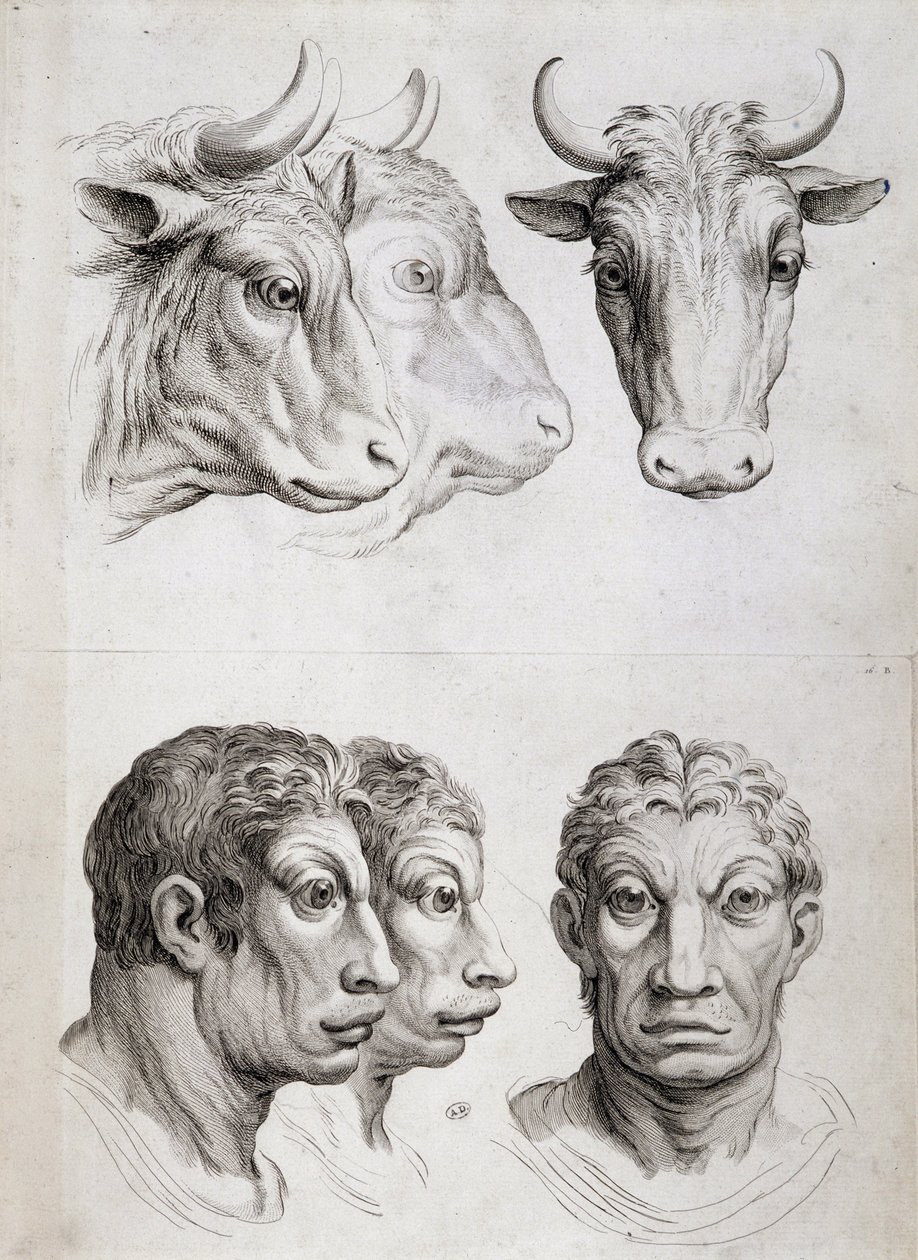 Mænd/kvæg sammenligning af Charles Le Brun